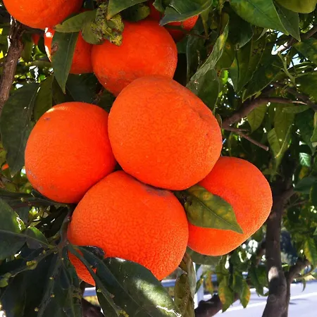 住宿加早餐酒店 Il Giardino Segreto 3*