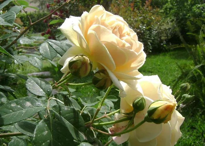 Il Giardino Segreto Bed & Breakfast Trappitello